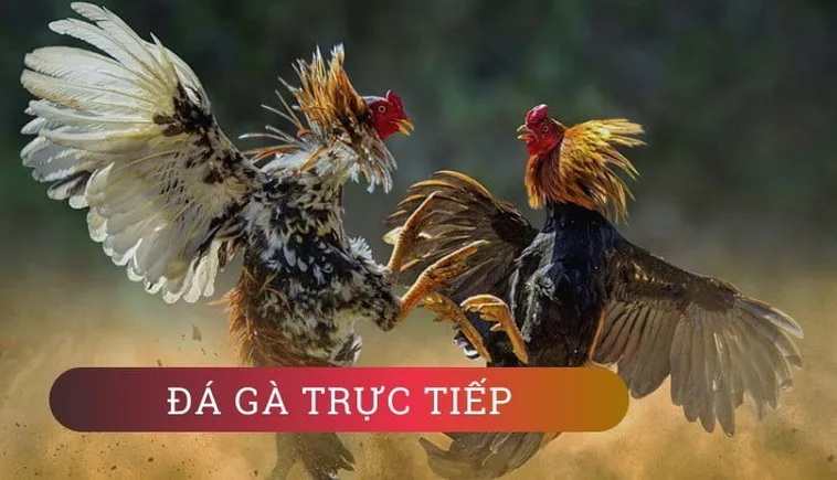 Bí Quyết Chinh Phục Đá Gà Sabong Tại 888B: Hành Trang Thắng Lớn