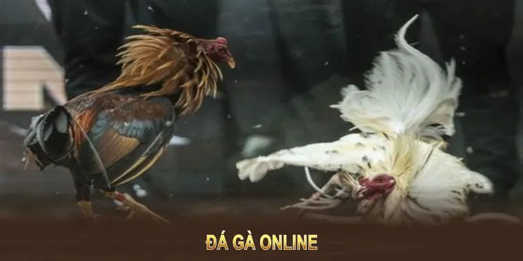 Cách Chơi Đá Gà WS168 Tại 888B: Bí Kíp Thắng Lớn Từ Cao Thủ